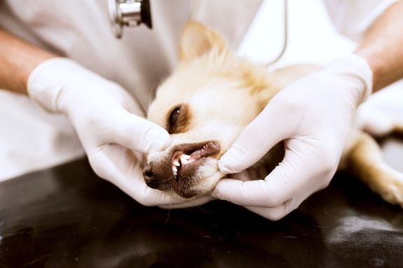 "심장병 신장병 원인이 될 수도 있어요"... 개 치과 질환 (Dental Problems)