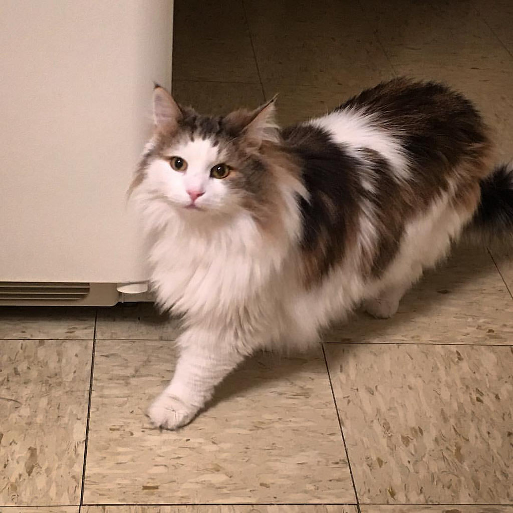 노르웨이 숲 고양이(Norwegian Forest Cat)를 아시나요? [코코타임즈(COCOTimes)] 노르웨이 숲 고양이(Norwegian Forest Cat)를 아시나요?
