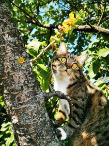 나무 위의 고양이