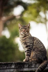 고양이 췌장염