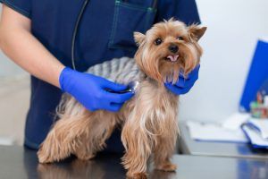 Morris Animal Foundation