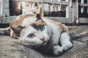 고양이 갑상선 기능 항진증