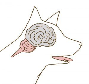 반려동물 뇌졸중 뇌경색